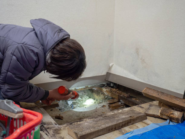 Professional Mold Removal in Dover, NJ