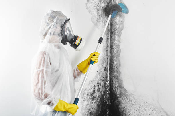 Best Emergency Mold Remediation  in Dover, NJ