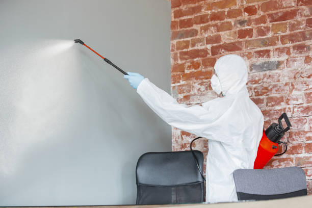 Best Emergency Mold Remediation  in Dover, NJ