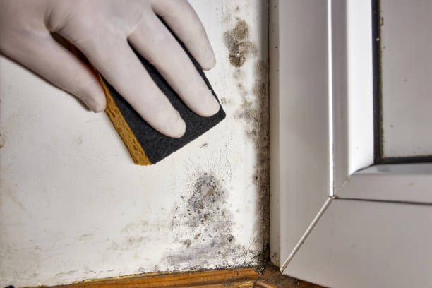 Best Mold Removal for HVAC Installations  in Dover, NJ